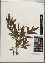 Foto von Salix pellita (Andersson) Bebb
